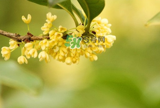 家里為什么不能種桂花？桂花為什么不能栽在家里