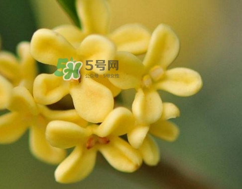 家里為什么不能種桂花？桂花為什么不能栽在家里