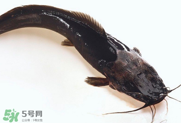 黑魚厲害還是鯰魚厲害？黑魚是世界上最臟的魚