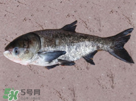 花鰱魚是海鮮嗎？花鰱魚是淡水魚嗎