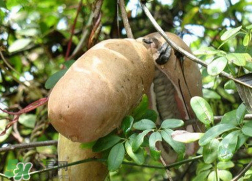 八月瓜適合哪里種植？八月瓜的種植技術(shù)