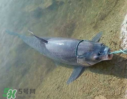 青魚怎么釣？釣青魚用什么餌料最好？