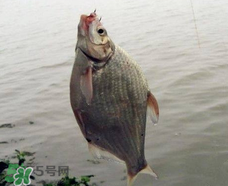 武昌魚怎么釣？釣武昌魚用什么餌料？