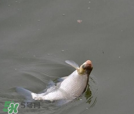 武昌魚怎么釣？釣武昌魚用什么餌料？