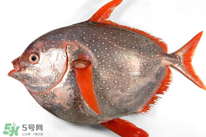 月亮魚是什么魚？月亮魚能吃嗎