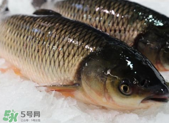 鯇魚是什么魚？鯇魚是怎樣來的