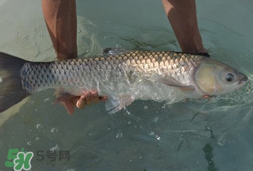 脆肉鯇是草魚嗎？脆肉鯇和草魚有什么區(qū)別