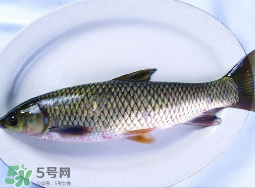 鯇魚是什么魚？鯇魚是怎樣來的