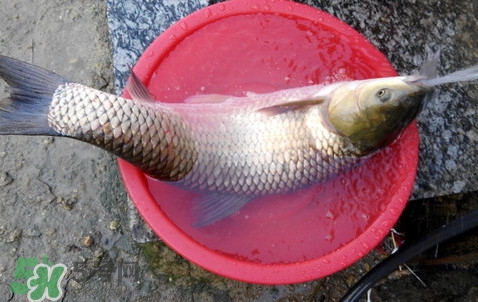 釣鯇魚用什么魚餌？鯇魚怎么做好吃