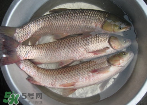 鯇魚是什么魚？鯇魚是怎樣來的