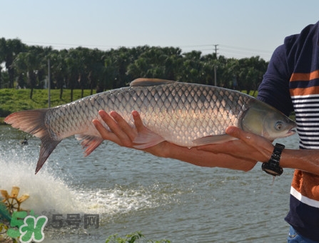 脆肉鯇可以做酸菜魚嗎？脆肉鯇什么季節(jié)有