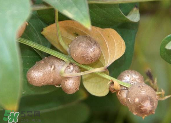 山藥豆能種植嗎？山藥豆怎么種？