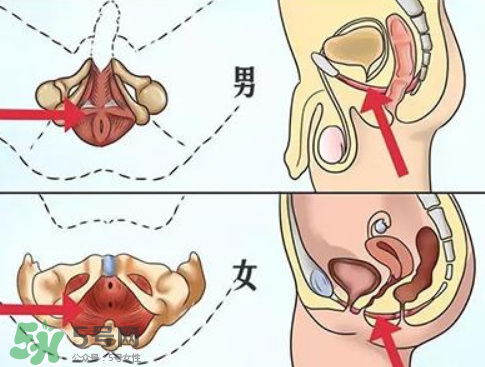 pc肌是什么？怎么鍛煉pc?。?></p><h3>怎么鍛煉pc肌</h3><p>1、第一節(jié)包括三組練習(xí),首先,迅速收縮、放松盆底肌肉,每次持續(xù)10秒,連續(xù)做3組,每組間隔10秒。每次持續(xù)5秒,每組間隔5秒。最后,緊縮盆底肌肉,維持30秒,做3組,每組間隔30秒。這一套練習(xí)應(yīng)堅持一周,每天都練。</p><p>2、第二節(jié)訓(xùn)練中，收縮盆底肌肉,堅持5秒,然后放松,一共做10組。每組10次,做3組。再次,不規(guī)則地收緊并放松,每次數(shù)10下,做3組。最后,緊收肌肉,盡可能久地堅持,以2分鐘為上限。這一節(jié)訓(xùn)練也應(yīng)堅持一周。</p><p>3、第三節(jié),首先是重復(fù)收放盆底肌肉,共30組,慢慢增加到100組。然后,盡可能久地收緊,做30組,每組間隔30秒。</p><p>4、第四節(jié)是鞏固練習(xí)。首先,收緊盆底肌肉,至少堅持兩分鐘,然后放松,組數(shù)不限,但最好是盡可能久地練習(xí)。</p><p style=