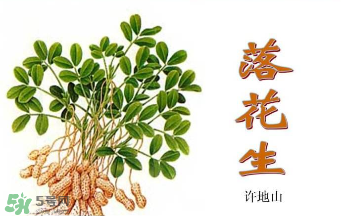 落花生是什么？關(guān)于花生的分解