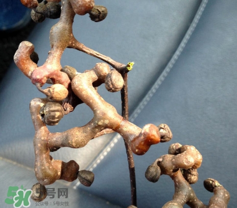 吃拐棗對(duì)人有什么好處？拐棗哪里有賣(mài)的