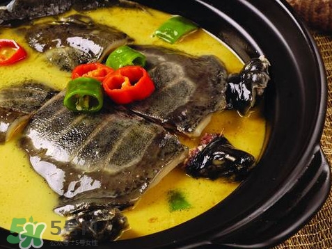 甲魚又叫什么？甲魚吃什么食物