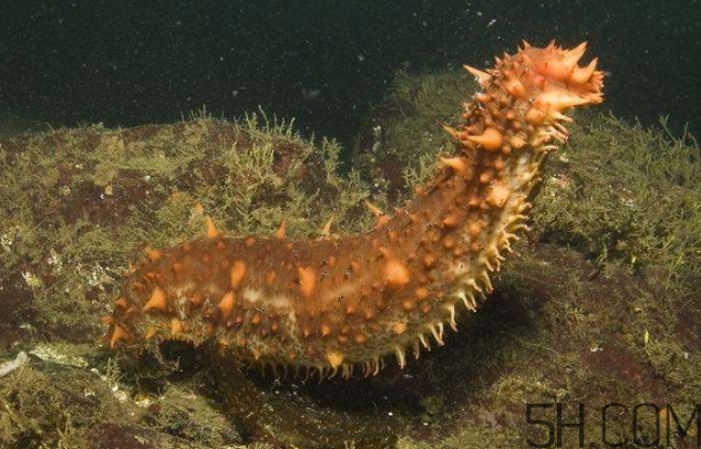 海參是海鮮嗎？海參是動(dòng)物還是植物？