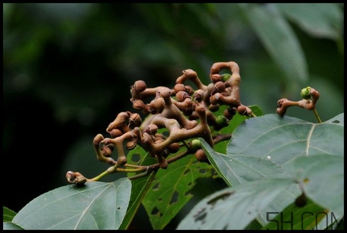 拐棗能夠治療風濕嗎？拐棗的藥用價值有哪些？