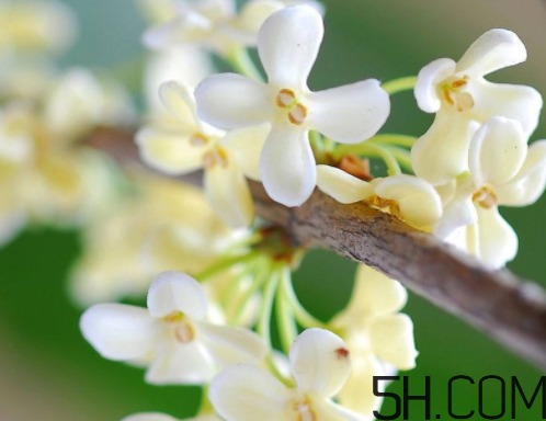 銀桂花好還是白桂花好 銀桂花和白桂花的區(qū)別