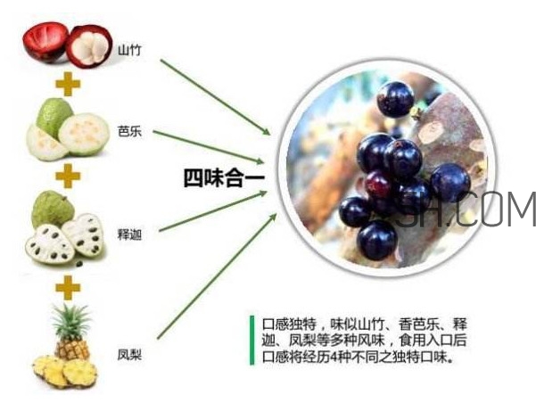 嘉寶果怎么吃？嘉寶果什么時(shí)候種植