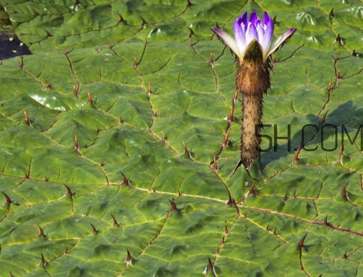 芡實是蓮子嗎？芡實是長在哪里的