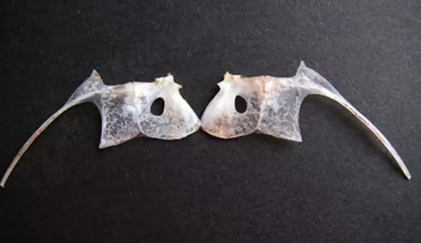鯛魚多少錢一斤？鯛魚魚骨有什么營養(yǎng)價(jià)值