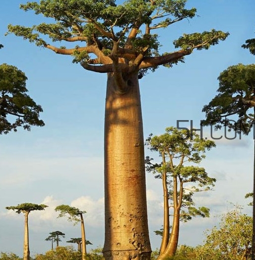 猴面包樹和面包樹是同一種植物嗎？猴面包樹能在北方種植嗎