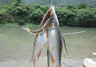 刁子魚(yú)怎么挑選？刁子魚(yú)怎么做好吃