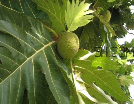 猴面包樹和面包樹是同一種植物嗎？猴面包樹能在北方種植嗎