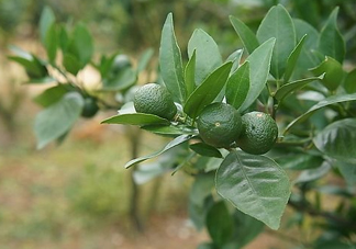 貢柑怎么預防裂果？貢柑種植管理技術