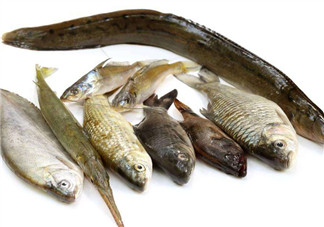 沒有魚刺的魚是哪種魚？如何挑選魚？