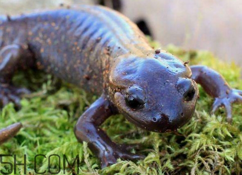 蠑螈是娃娃魚(yú)嗎？蠑螈和娃娃魚(yú)的區(qū)別