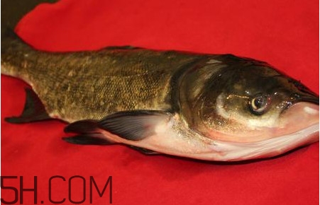 胖頭魚(yú)可以做魚(yú)丸嗎？胖頭魚(yú)可以做酸菜魚(yú)嗎