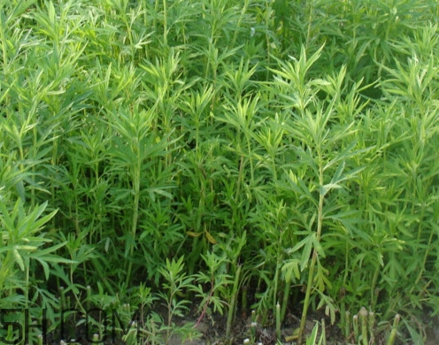 藜蒿是什么植物？藜蒿怎么種植