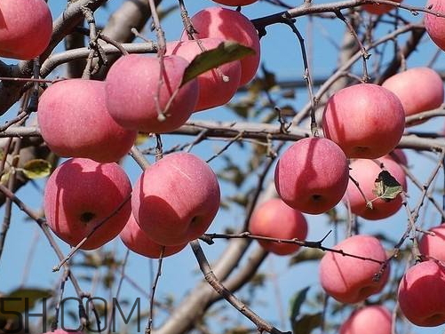 嘎啦蘋(píng)果為什么叫嘎啦 嘎啦果和紅富士的區(qū)別