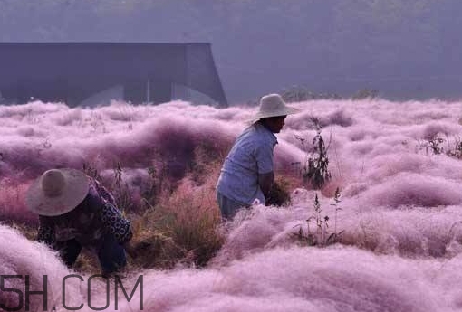 粉黛亂子是什么植物？粉黛亂子草花語