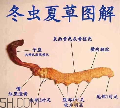 冬蟲(chóng)夏草為什么這么貴？冬蟲(chóng)夏草功效有哪些