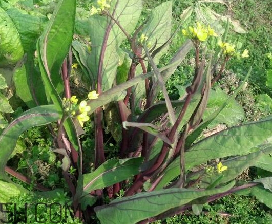 紅菜苔什么時(shí)候播種？紅菜苔什么季節(jié)才能吃