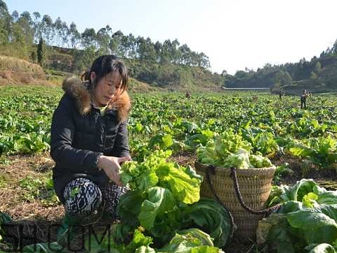 兒菜怎么種？兒菜怎么腌制