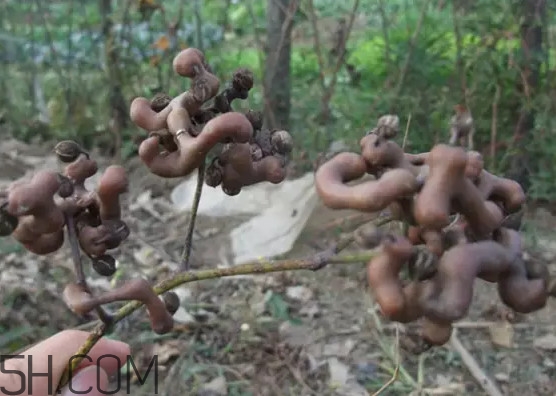 雞爪梨泡酒是喝酒還是吃果實(shí)嗎？雞爪梨的營養(yǎng)價(jià)值