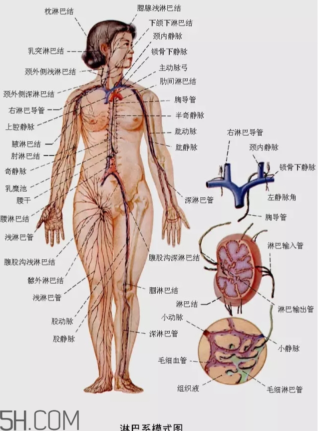 淋巴癌最嚴(yán)重時會成什么樣子？淋巴瘤能治好嗎