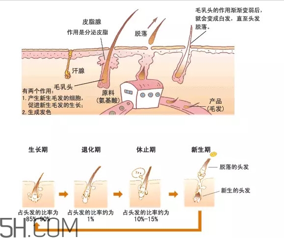 禿頂了還能長出頭發(fā)嗎？禿頂和性欲太強是不是有關(guān)