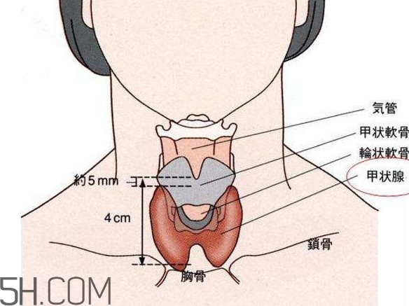 甲狀腺結(jié)節(jié)掛什么科？甲狀腺結(jié)節(jié)可以懷孕嗎