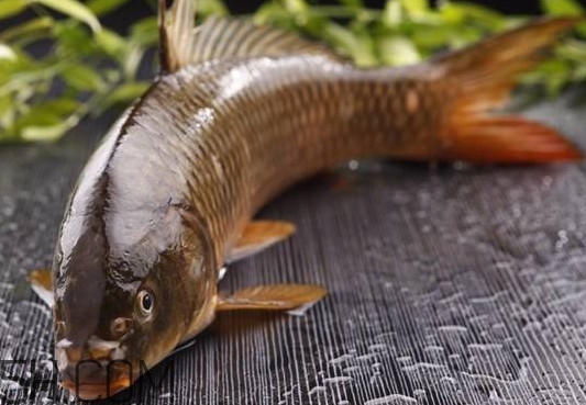 野生黃河鯉魚多少錢一斤？黃河鯉魚有幾根須