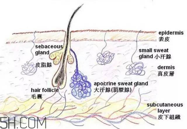 腿毛能刮嗎？腿毛能不能刮？