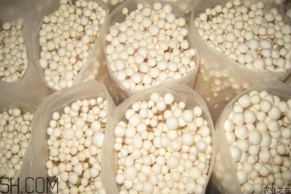 金針菇的食用禁忌有哪些？金針菇四大禁忌