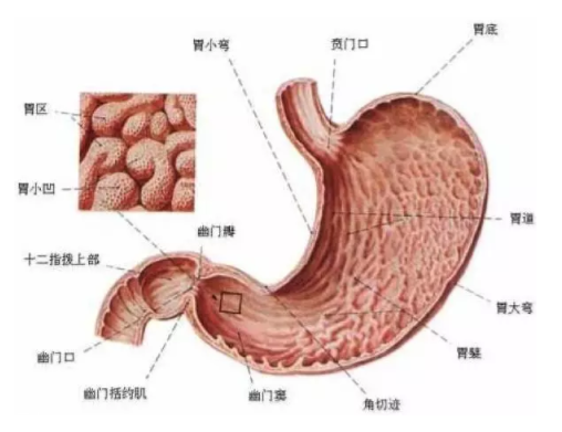 慢性胃炎是怎么造成的？吃燙食會(huì)引發(fā)胃炎