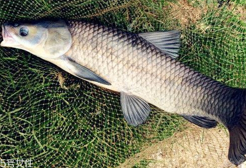 青魚是淡水魚還是海魚 青魚的介紹