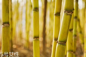 吃甘蔗臉會(huì)變大嗎？原來還有這么一說