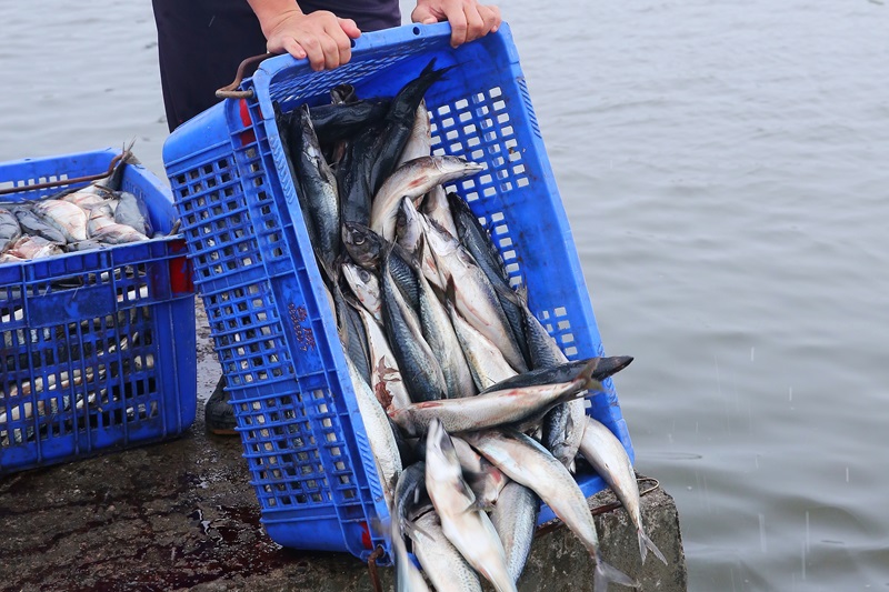 龍膽石斑魚怎么吃最好吃